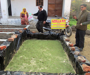 azolla-production-programme