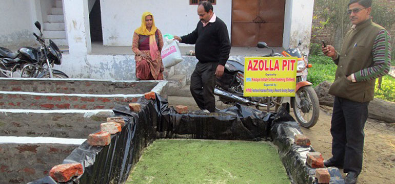 azolla-production-project