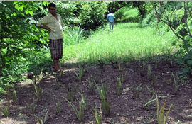 herbal-promotion-programme